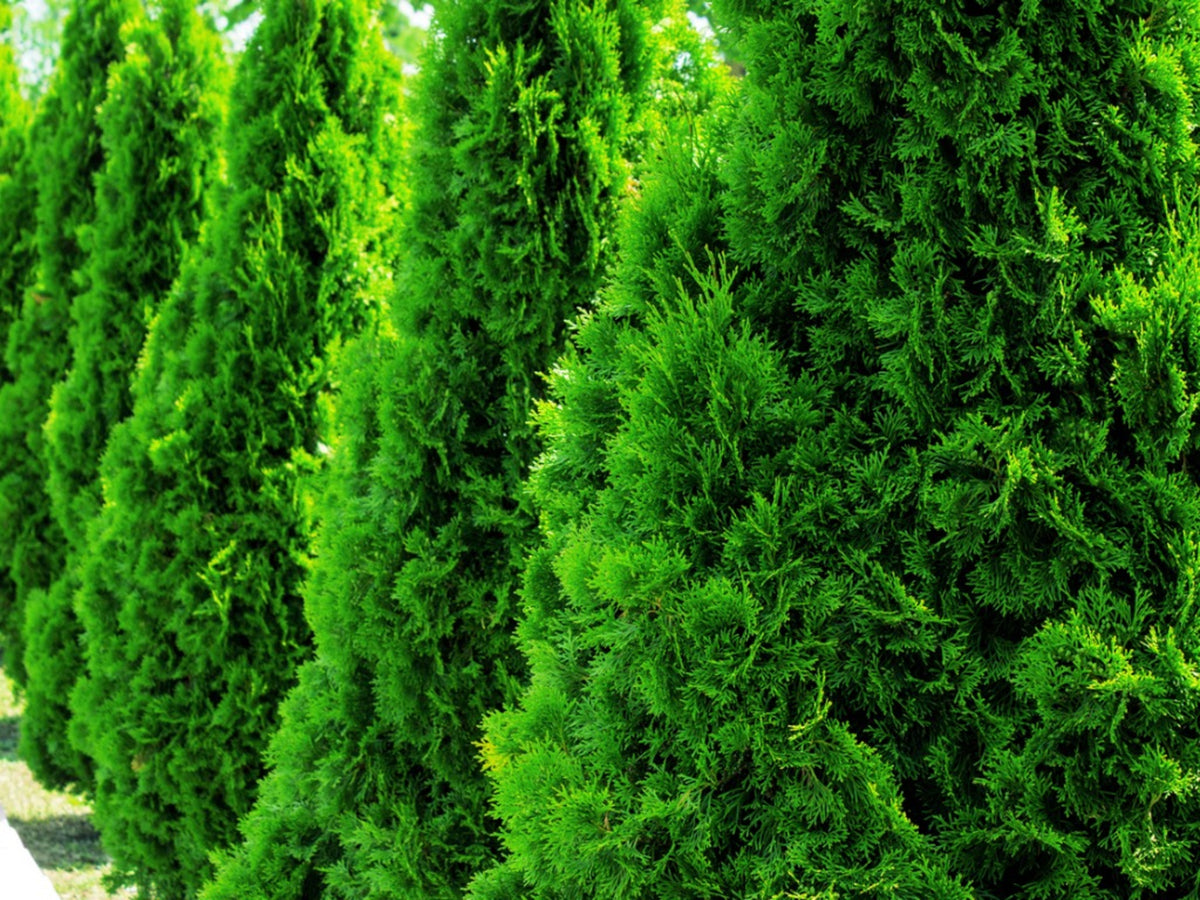 http://denchfieldnursery.com/cdn/shop/collections/arborvitae_1200x1200.jpg?v=1655317783