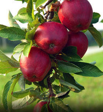 Load image into Gallery viewer, Malus pumila 'Jonathon' Apple Tree