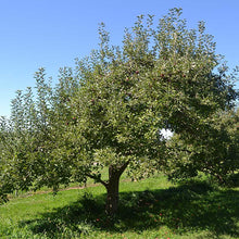 Load image into Gallery viewer, Malus pumila 'Jonathon' Apple Tree
