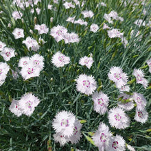 Load image into Gallery viewer, Dianthus 'Everlast White'