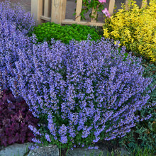 Load image into Gallery viewer, Nepeta faassenii ‘Purrsian Blue’ Catmint