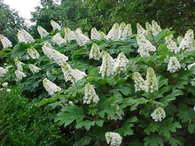 Load image into Gallery viewer, Hydrangea quercifolia 'Jetstream'