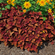 Load image into Gallery viewer, Coleus "Talavera Moondust'