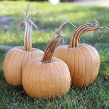 Load image into Gallery viewer, Specialty Autumn Harvest Mix Pumpkins