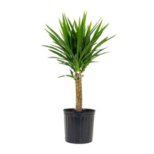 Load image into Gallery viewer, Yucca Cane
