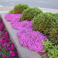 Load image into Gallery viewer, Creeping Phlox subulata 'Drummond's Pink'