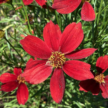 Load image into Gallery viewer, Coreopsis 'Fall Sensation Vermillion'