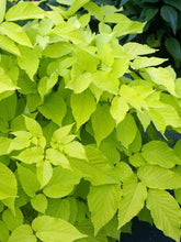 Load image into Gallery viewer, Aralia cordata 'Sun King'