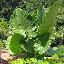 Load image into Gallery viewer, Alocasia odora 'California' Elephant Ear