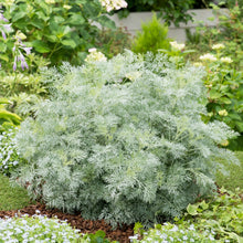 Load image into Gallery viewer, Artemisia arborescens 'Powis Castle'