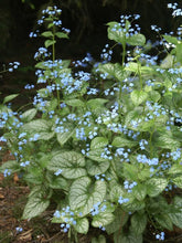 Load image into Gallery viewer, Brunnera macrophylla ‘Jack Frost’