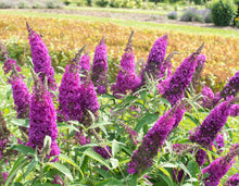 Load image into Gallery viewer, Buddleia 'RoyalRazz' Butterfly Bush