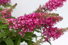 Load image into Gallery viewer, Buddleia 'Dapper Pink' Butterfly Bush