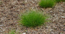 Load image into Gallery viewer, Carex appalachica 'Appalachian Sedge'