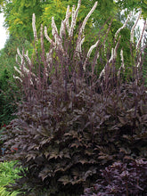 Load image into Gallery viewer, Actaea simplex ‘Black Negligee’ Baneberry