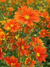 Load image into Gallery viewer, Coreopsis 'Darling Clementine'