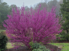 Load image into Gallery viewer, Cercis chinensis 'Kay's Early Hope' Redbud