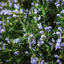 Load image into Gallery viewer, Rosmarinus officinalis 'Chef's Choice'