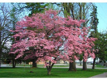 Load image into Gallery viewer, Cornus florida 'Rubra' Pink Dogwood