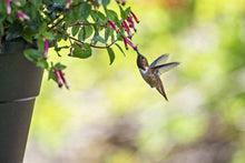 Load image into Gallery viewer, Cuphea 'Hummingbird's Lunch' Hanging Basket