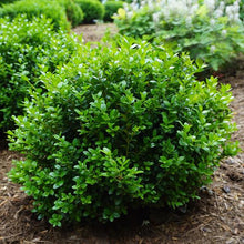 Load image into Gallery viewer, Buxus microphylla 'Little Missy'