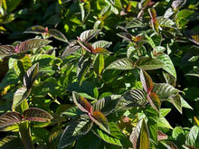 Load image into Gallery viewer, Monarda bradburiana ‘Midnight Oil’