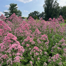 Load image into Gallery viewer, Eupatorium fistulosum ‘JoJo’ Joe Pye Weed