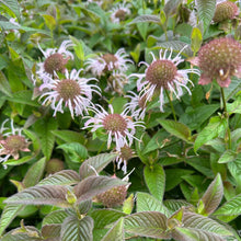 Load image into Gallery viewer, Monarda bradburiana ‘Midnight Oil’