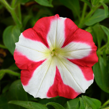 Load image into Gallery viewer, Petunia "Amore King of Hearts"