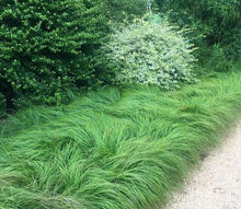 Load image into Gallery viewer, Carex pensylvanica 'Pennsylvania Sedge'