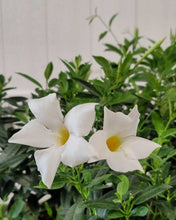 Load image into Gallery viewer, Dipladenia