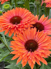 Load image into Gallery viewer, Echinacea 'Sunseekers Rainbow'