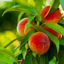 Load image into Gallery viewer, Prunus persica 'Elberta' Peach Tree