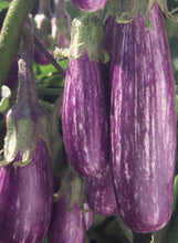 Load image into Gallery viewer, Eggplant 'Fairytale'