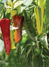Load image into Gallery viewer, Pepper 'Fish'