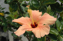 Load image into Gallery viewer, Hibiscus Trees