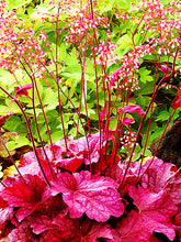 Load image into Gallery viewer, Heuchera 'Berry Smoothie'