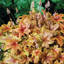 Load image into Gallery viewer, Heucherella 'Brass Lantern'
