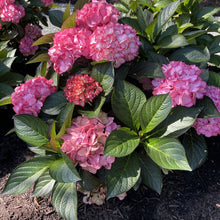 Load image into Gallery viewer, Hydrangea macrophylla 'Kimono'