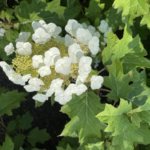 Load image into Gallery viewer, Hydrangea quercifolia 'Toy Soldier'