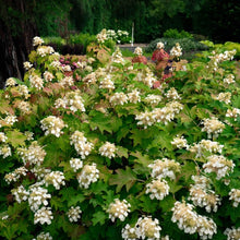 Load image into Gallery viewer, Hydrangea quercifolia 'Toy Soldier'