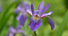 Load image into Gallery viewer, Iris versicolor 'Purple Flame'