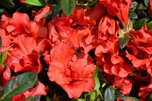 Load image into Gallery viewer, Azalea Encore "Autumn Embers"