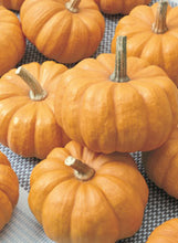 Load image into Gallery viewer, Pumpkin 'Jack Be Little'