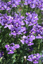 Load image into Gallery viewer, Nemesia 'Nesia Denim'