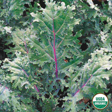 Load image into Gallery viewer, Kale Red Russian Organic Seeds