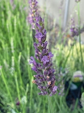 Load image into Gallery viewer, Lavender 'Sensational'