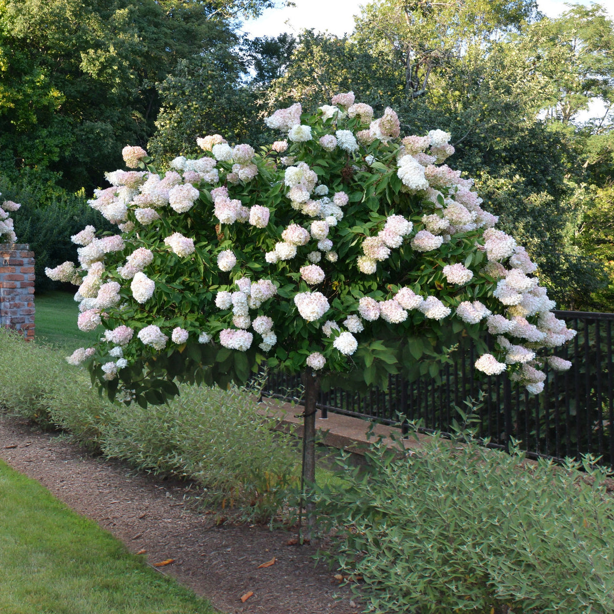 Hydrangea paniculata 'Limelight Prime' Tree Form – Denchfield Nursery, Inc.