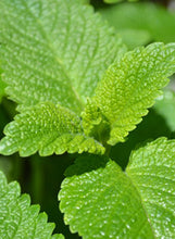 Load image into Gallery viewer, Lemon Balm