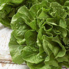Load image into Gallery viewer, Lettuce Buttercrunch Organic Seeds